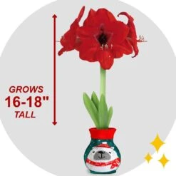 28/30 Cm Red Lion Sweater Amaryllis Flower Bulb, Polar Bear -Garden State Bulb garden state bulb flower bulbs ech 13 01 01 4f 1000