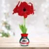 28/30 Cm Red Lion Sweater Amaryllis Flower Bulb, Polar Bear -Garden State Bulb garden state bulb flower bulbs ech 13 01 01 64 1000