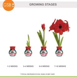 28/30 Cm Red Lion Sweater Amaryllis Flower Bulb, Polar Bear -Garden State Bulb garden state bulb flower bulbs ech 13 01 01 fa 1000