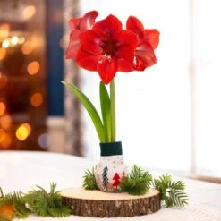 28/30 Cm Red Lion Sweater Amaryllis Flower Bulb, Trees -Garden State Bulb garden state bulb flower bulbs ech 14 01 01 31 1000