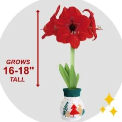 28/30 Cm Red Lion Sweater Amaryllis Flower Bulb, Trees -Garden State Bulb garden state bulb flower bulbs ech 14 01 01 4f 1000