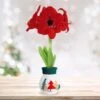28/30 Cm Red Lion Sweater Amaryllis Flower Bulb, Trees -Garden State Bulb garden state bulb flower bulbs ech 14 01 01 64 1000