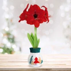 28/30 Cm Red Lion Sweater Amaryllis Flower Bulb, Trees