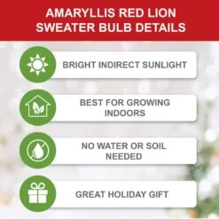 28/30 Cm Red Lion Sweater Amaryllis Flower Bulb, Trees -Garden State Bulb garden state bulb flower bulbs ech 14 01 01 c3 1000