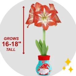 28/30 Cm Minerva Sweater Amaryllis Flower Bulb, Gnome -Garden State Bulb garden state bulb flower bulbs ech 15 01 01 4f 1000