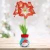 28/30 Cm Minerva Sweater Amaryllis Flower Bulb, Gnome -Garden State Bulb garden state bulb flower bulbs ech 15 01 01 64 1000