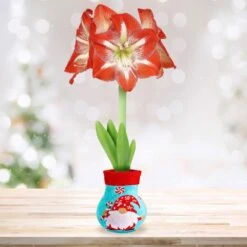 28/30 Cm Minerva Sweater Amaryllis Flower Bulb, Gnome