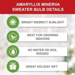 28/30 Cm Minerva Sweater Amaryllis Flower Bulb, Reindeer -Garden State Bulb garden state bulb flower bulbs ech 16 01 01 1f 1000