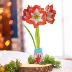 28/30 Cm Minerva Sweater Amaryllis Flower Bulb, Reindeer -Garden State Bulb garden state bulb flower bulbs ech 16 01 01 31 1000