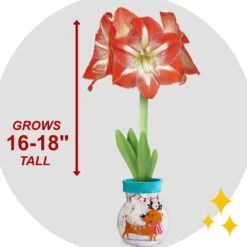 28/30 Cm Minerva Sweater Amaryllis Flower Bulb, Reindeer -Garden State Bulb garden state bulb flower bulbs ech 16 01 01 44 1000