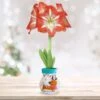 28/30 Cm Minerva Sweater Amaryllis Flower Bulb, Reindeer -Garden State Bulb garden state bulb flower bulbs ech 16 01 01 64 1000