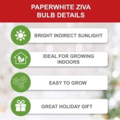 14/15cm Ziva Paperwhite Narcissus Flower Bulbs (Bag Of 15) 12 14/15cm Ziva Paperwhite Narcissus Flower Bulbs (Bag Of 15) -Garden State Bulb garden state bulb flower bulbs ech 20 15 01 1f 1000