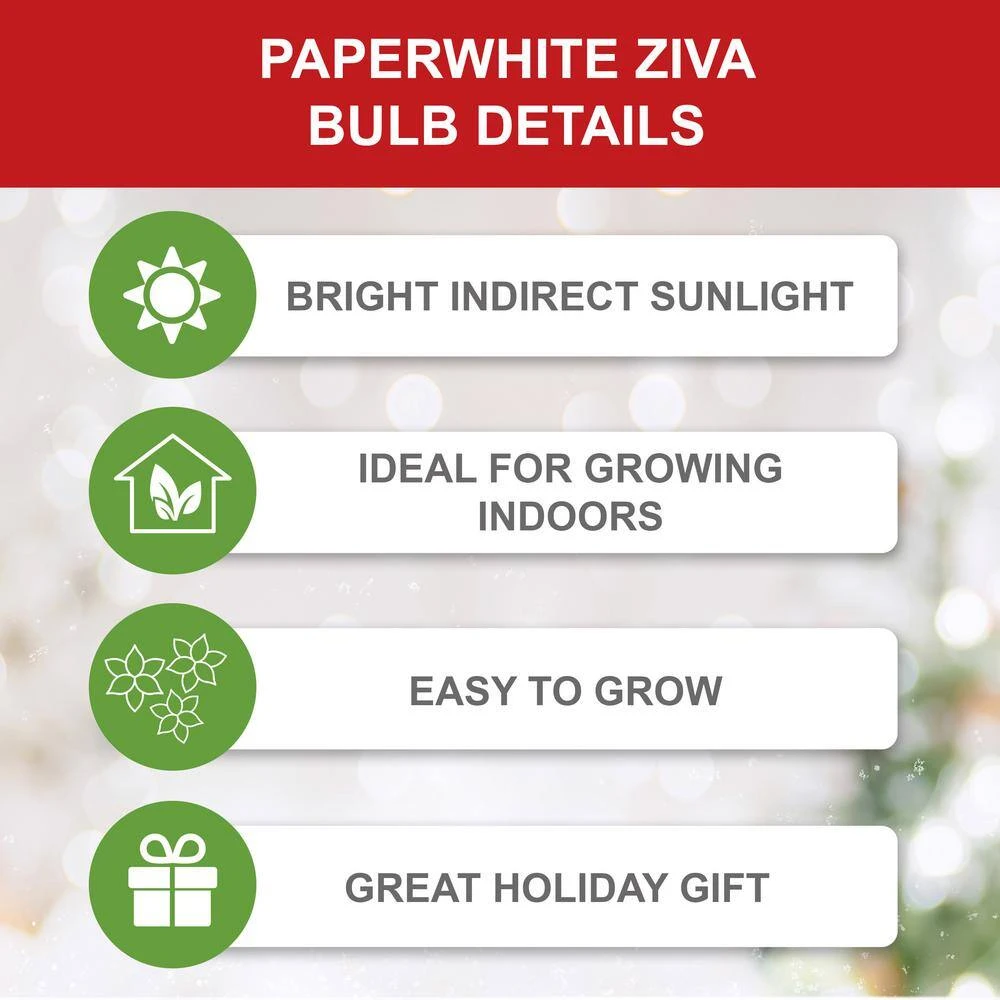 14/15cm Ziva Paperwhite Narcissus Flower Bulbs (Bag Of 15) 5 14/15cm Ziva Paperwhite Narcissus Flower Bulbs (Bag Of 15) - Image 4