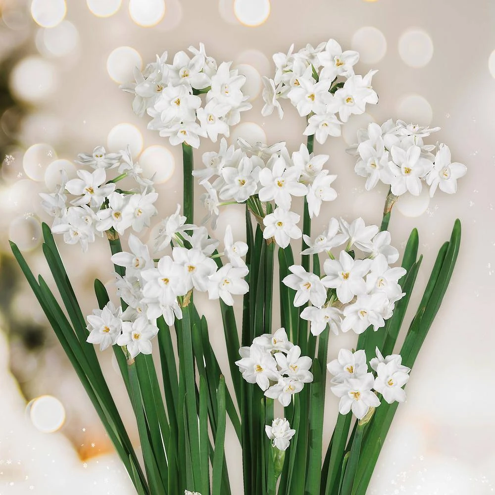 14/15cm Ziva Paperwhite Narcissus Flower Bulbs (Bag Of 15) 9 14/15cm Ziva Paperwhite Narcissus Flower Bulbs (Bag Of 15) - Image 8