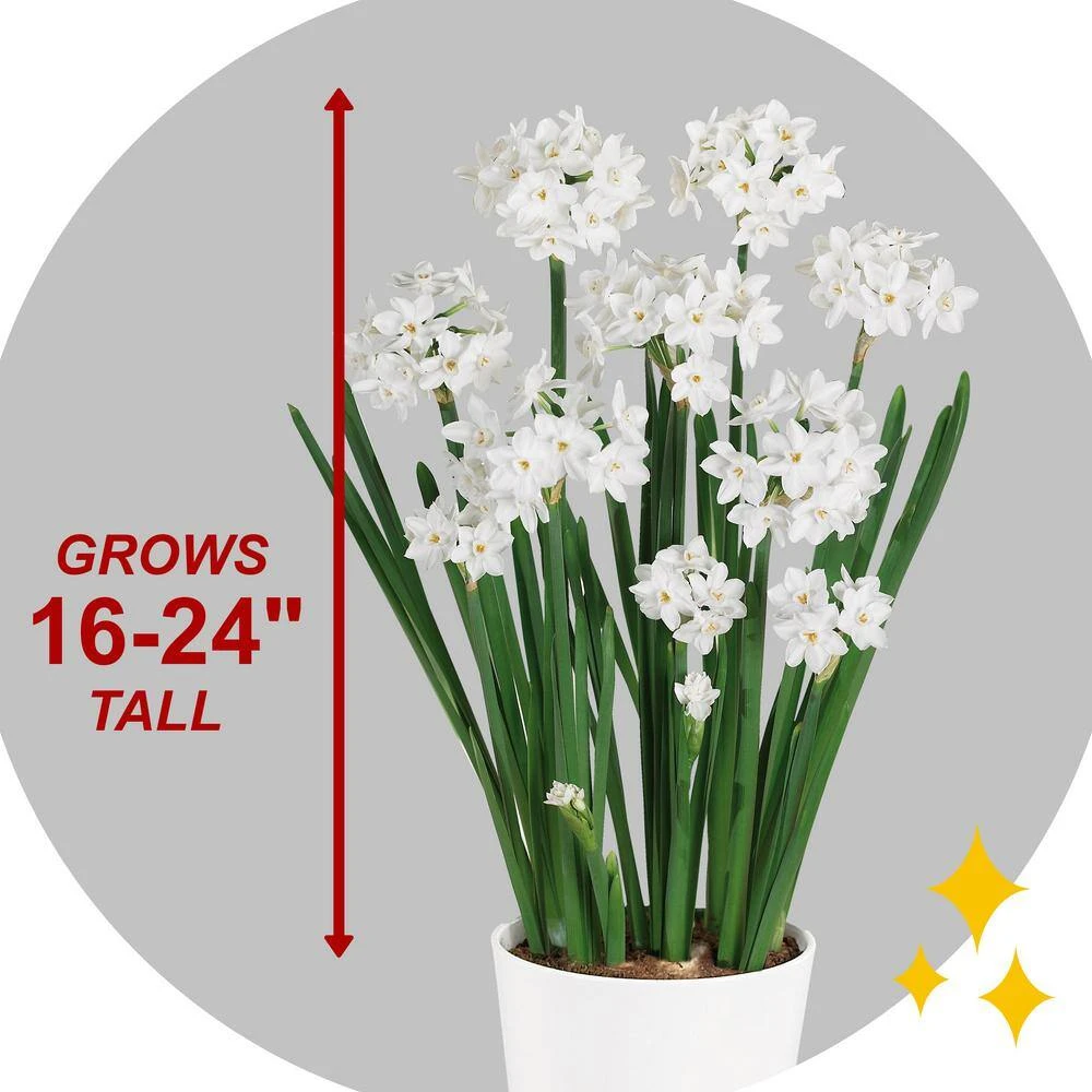 14/15cm Ziva Paperwhite Narcissus Flower Bulbs (Bag Of 15) 6 14/15cm Ziva Paperwhite Narcissus Flower Bulbs (Bag Of 15) - Image 5