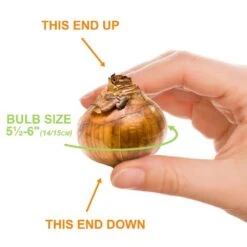 14/15cm Ziva Paperwhite Narcissus Flower Bulbs (Bag Of 15) 11 14/15cm Ziva Paperwhite Narcissus Flower Bulbs (Bag Of 15) -Garden State Bulb garden state bulb flower bulbs ech 20 15 01 4f 1000