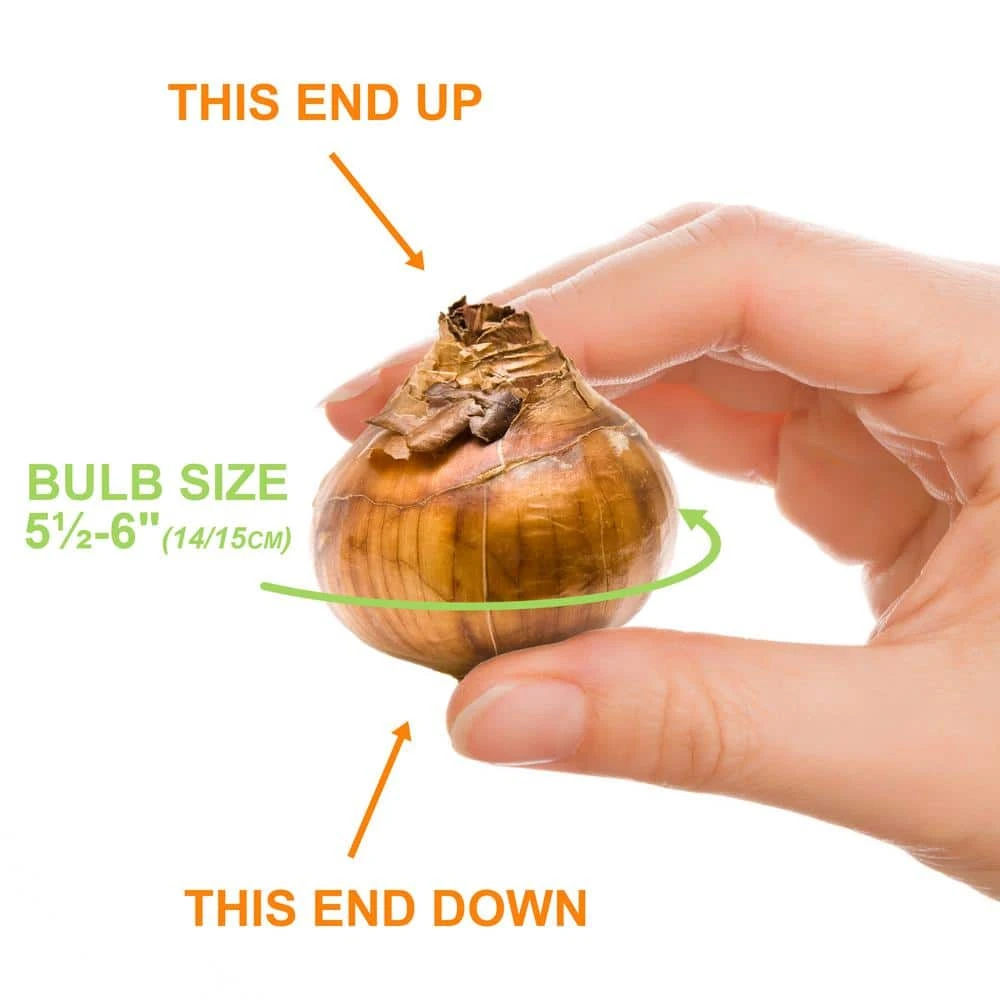 14/15cm Ziva Paperwhite Narcissus Flower Bulbs (Bag Of 15) 4 14/15cm Ziva Paperwhite Narcissus Flower Bulbs (Bag Of 15) - Image 3