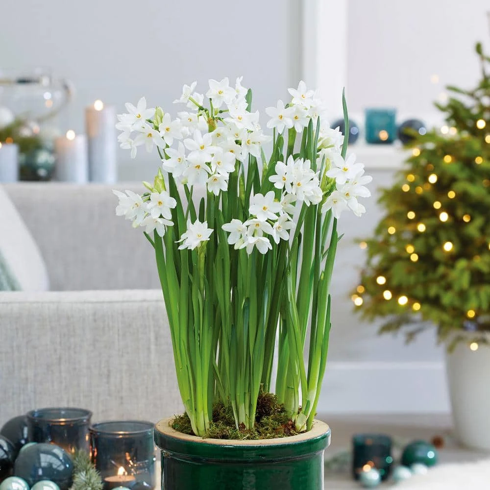 14/15cm Ziva Paperwhite Narcissus Flower Bulbs (Bag Of 15) 2 14/15cm Ziva Paperwhite Narcissus Flower Bulbs (Bag Of 15)