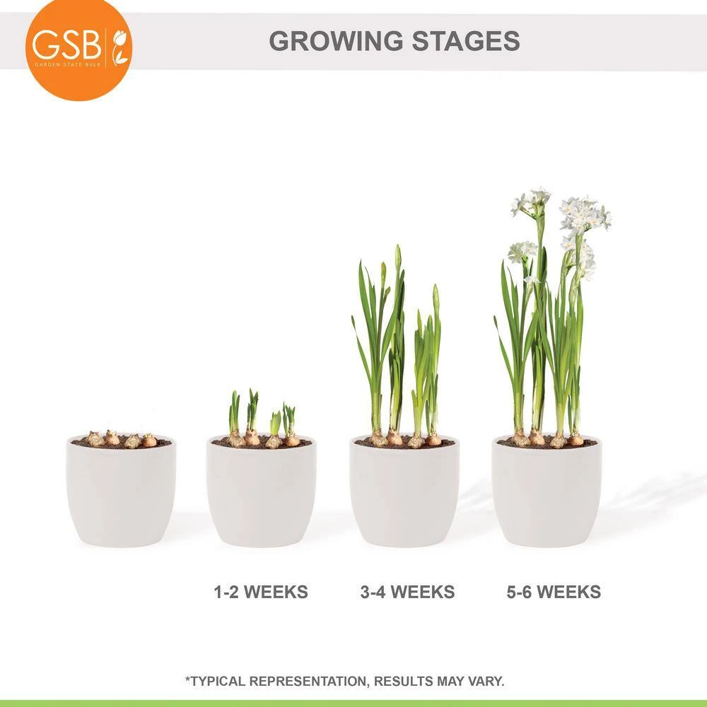 14/15cm Ziva Paperwhite Narcissus Flower Bulbs (Bag Of 15) 8 14/15cm Ziva Paperwhite Narcissus Flower Bulbs (Bag Of 15) - Image 7