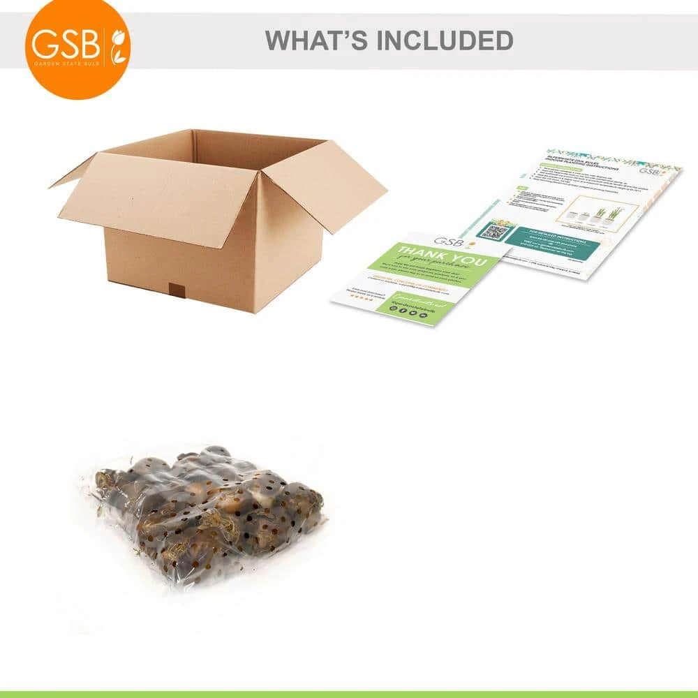 14/15cm Ziva Paperwhite Narcissus Flower Bulbs (Bag Of 15) 3 14/15cm Ziva Paperwhite Narcissus Flower Bulbs (Bag Of 15) - Image 2