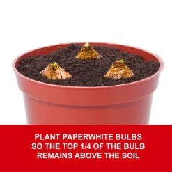 14/15cm Ziva Paperwhite Narcissus Flower Bulbs (Bag Of 15) 14 14/15cm Ziva Paperwhite Narcissus Flower Bulbs (Bag Of 15) -Garden State Bulb garden state bulb flower bulbs ech 20 15 01 fa 1000