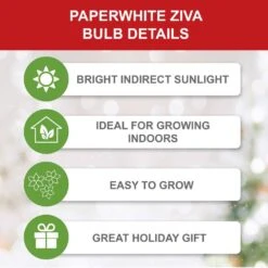 14/15 Cm Ziva Paperwhite Narcissus Flower Bulbs (Bag Of 30) -Garden State Bulb garden state bulb flower bulbs ech 20 30 02 1f 1000