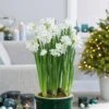 14/15 Cm Ziva Paperwhite Narcissus Flower Bulbs (Bag Of 30) -Garden State Bulb garden state bulb flower bulbs ech 20 30 02 64 1000