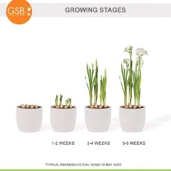 14/15 Cm Ziva Paperwhite Narcissus Flower Bulbs (Bag Of 30) -Garden State Bulb garden state bulb flower bulbs ech 20 30 02 76 1000