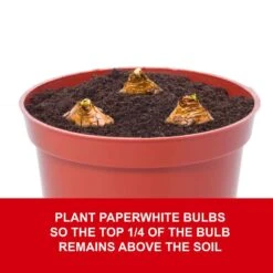 14/15 Cm Ziva Paperwhite Narcissus Flower Bulbs (Bag Of 30) -Garden State Bulb garden state bulb flower bulbs ech 20 30 02 fa 1000