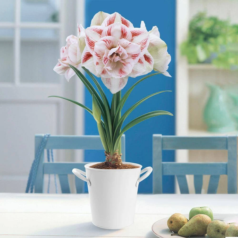 26/28 Cm Galaxy Nymph Double White Amaryllis Bulb Kit With White Container 13 26/28 Cm Galaxy Nymph Double White Amaryllis Bulb Kit With White Container - Image 11