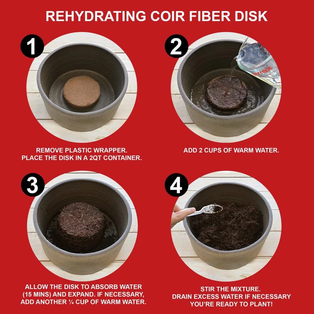 26/28 Cm Galaxy Nymph Double White Amaryllis Bulb Kit With White Container 10 26/28 Cm Galaxy Nymph Double White Amaryllis Bulb Kit With White Container - Image 8