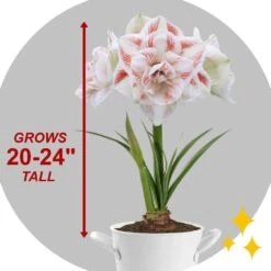 26/28 Cm Galaxy Nymph Double White Amaryllis Bulb Kit With White Container 18 26/28 Cm Galaxy Nymph Double White Amaryllis Bulb Kit With White Container -Garden State Bulb garden state bulb flower bulbs ech 21 01 01 4f 1000