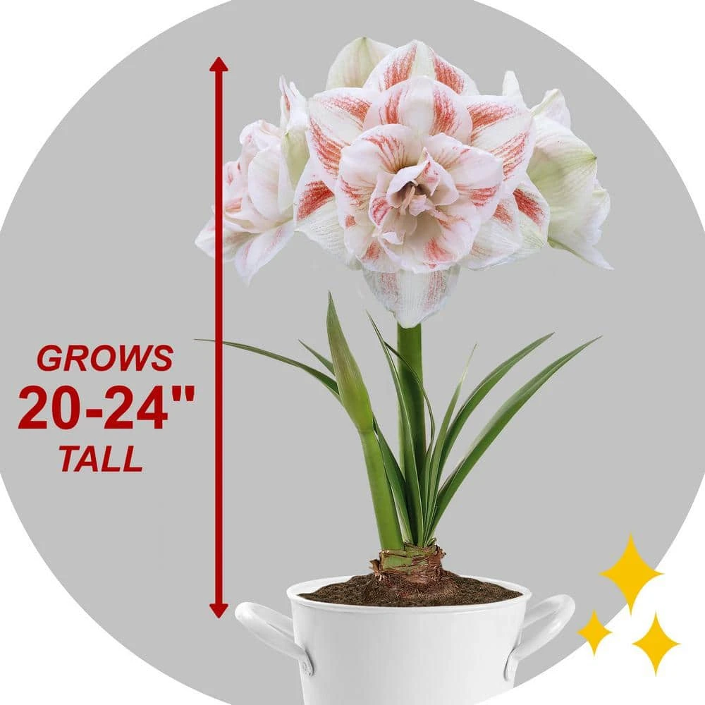 26/28 Cm Galaxy Nymph Double White Amaryllis Bulb Kit With White Container 8 26/28 Cm Galaxy Nymph Double White Amaryllis Bulb Kit With White Container - Image 6