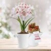 26/28 Cm Galaxy Nymph Double White Amaryllis Bulb Kit With White Container -Garden State Bulb garden state bulb flower bulbs ech 21 01 01 64 1000
