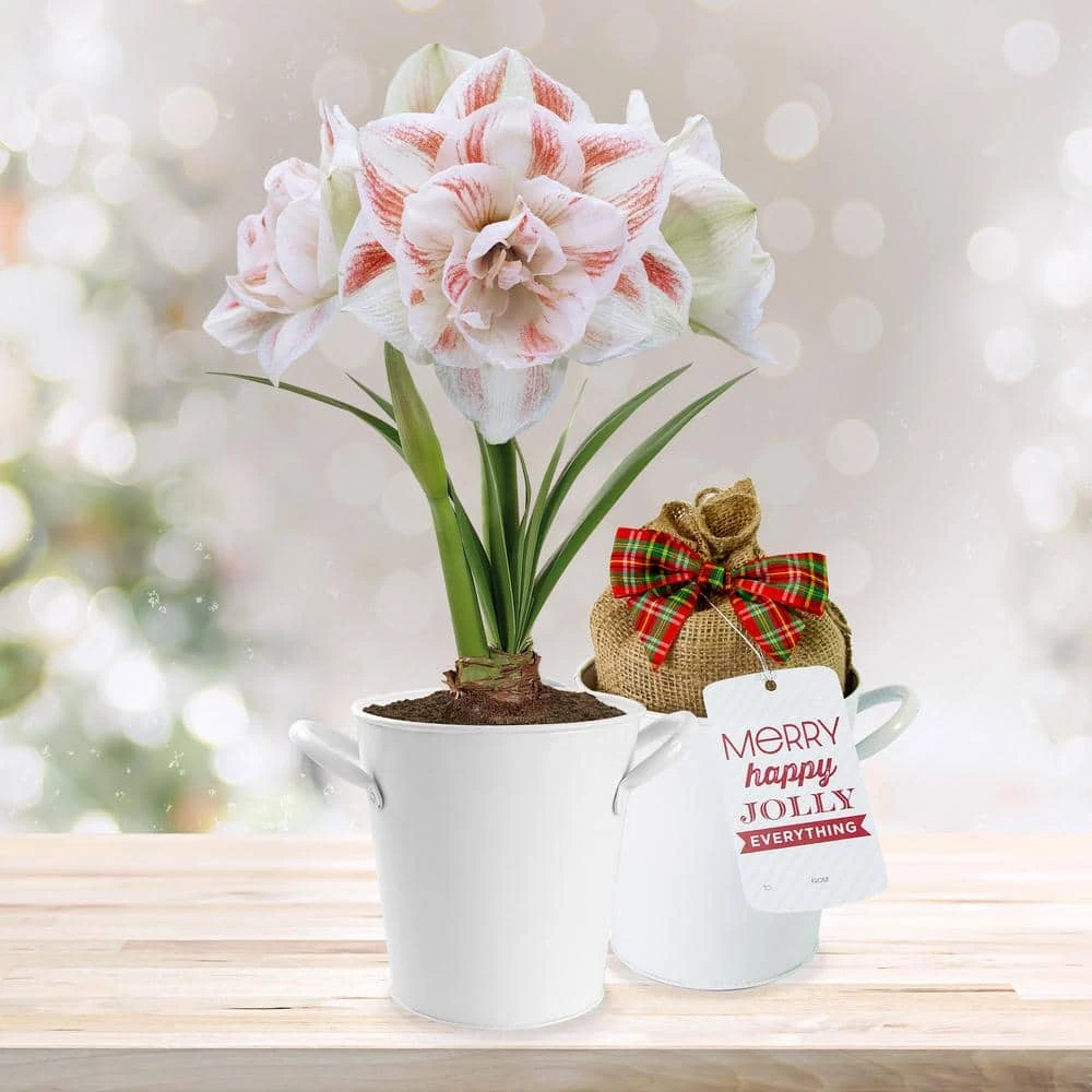 26/28 Cm Galaxy Nymph Double White Amaryllis Bulb Kit With White Container 3 26/28 Cm Galaxy Nymph Double White Amaryllis Bulb Kit With White Container