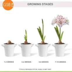 26/28 Cm Galaxy Nymph Double White Amaryllis Bulb Kit With White Container 22 26/28 Cm Galaxy Nymph Double White Amaryllis Bulb Kit With White Container -Garden State Bulb garden state bulb flower bulbs ech 21 01 01 76 1000