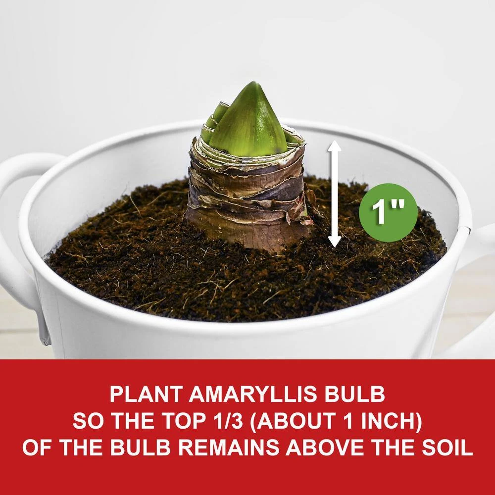 26/28 Cm Galaxy Nymph Double White Amaryllis Bulb Kit With White Container 5 26/28 Cm Galaxy Nymph Double White Amaryllis Bulb Kit With White Container - Image 3
