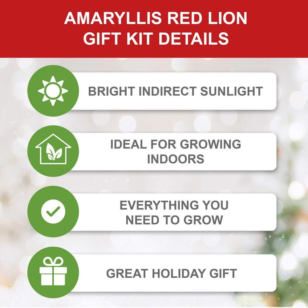 26/28 Cm Galaxy Nymph Double White Amaryllis Bulb Kit With White Container 7 26/28 Cm Galaxy Nymph Double White Amaryllis Bulb Kit With White Container - Image 5