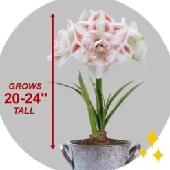 26/28 Cm Galaxy Nymph Double White Amaryllis Bulb Gift Kit With Zinc Container -Garden State Bulb garden state bulb flower bulbs ech 23 01 01 1f 1000