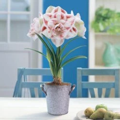 26/28 Cm Galaxy Nymph Double White Amaryllis Bulb Gift Kit With Zinc Container -Garden State Bulb garden state bulb flower bulbs ech 23 01 01 31 1000