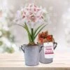 26/28 Cm Galaxy Nymph Double White Amaryllis Bulb Gift Kit With Zinc Container 1 26/28 Cm Galaxy Nymph Double White Amaryllis Bulb Gift Kit With Zinc Container -Garden State Bulb garden state bulb flower bulbs ech 23 01 01 64 1000