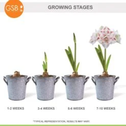 26/28 Cm Galaxy Nymph Double White Amaryllis Bulb Gift Kit With Zinc Container -Garden State Bulb garden state bulb flower bulbs ech 23 01 01 76 1000