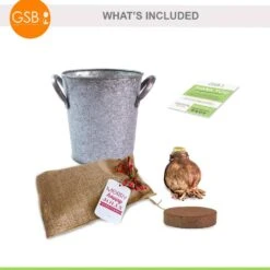 26/28 Cm Galaxy Nymph Double White Amaryllis Bulb Gift Kit With Zinc Container -Garden State Bulb garden state bulb flower bulbs ech 23 01 01 77 1000