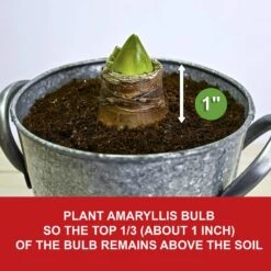 26/28 Cm Galaxy Nymph Double White Amaryllis Bulb Gift Kit With Zinc Container -Garden State Bulb garden state bulb flower bulbs ech 23 01 01 a0 1000
