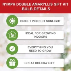 26/28 Cm Galaxy Nymph Double White Amaryllis Bulb Gift Kit With Zinc Container -Garden State Bulb garden state bulb flower bulbs ech 23 01 01 c3 1000