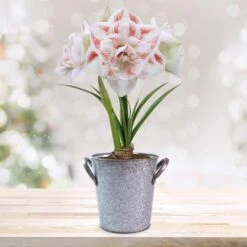 26/28 Cm Galaxy Nymph Double White Amaryllis Bulb Gift Kit With Zinc Container -Garden State Bulb garden state bulb flower bulbs ech 23 01 01 d4 1000