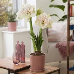 26/28 Cm Galaxy Nymph Double White Amaryllis Flower Bulb (Bag Of 1) -Garden State Bulb garden state bulb flower bulbs ech 24 01 01 31 1000