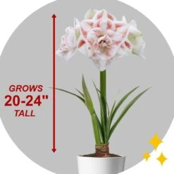 26/28 Cm Galaxy Nymph Double White Amaryllis Flower Bulb (Bag Of 1) -Garden State Bulb garden state bulb flower bulbs ech 24 01 01 44 1000