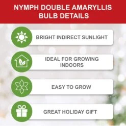 26/28 Cm Galaxy Nymph Double White Amaryllis Flower Bulb (Bag Of 1) -Garden State Bulb garden state bulb flower bulbs ech 24 01 01 4f 1000