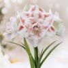 26/28 Cm Galaxy Nymph Double White Amaryllis Flower Bulb (Bag Of 1)
